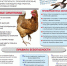 внимание! ИНФОРМАЦИЯ для НАСЕЛЕНИЯ - фото - 3 - Ельнинский район
